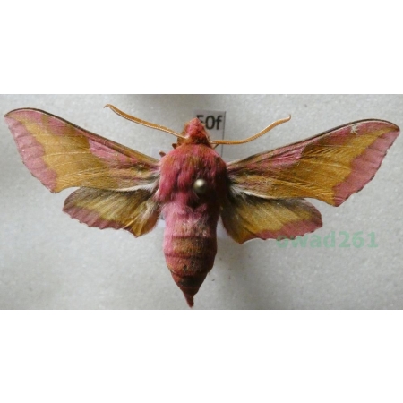 Deilephila porcellus (Linnaeus, 1758) Zmrocznik pazik Czech50f